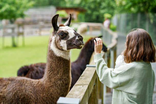 School european girl feeding fluffy furry alpacas lama. Happy excited child feeds guanaco in a wildlife park. Family leisure and activity for vacations or weekend. - Photo, Image