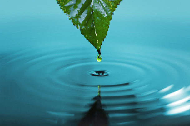 Drop leaf - Foto, afbeelding