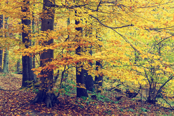 Orman, vintage bir görünüm içinde renkli sonbahar ağaçlar - Fotoğraf, Görsel