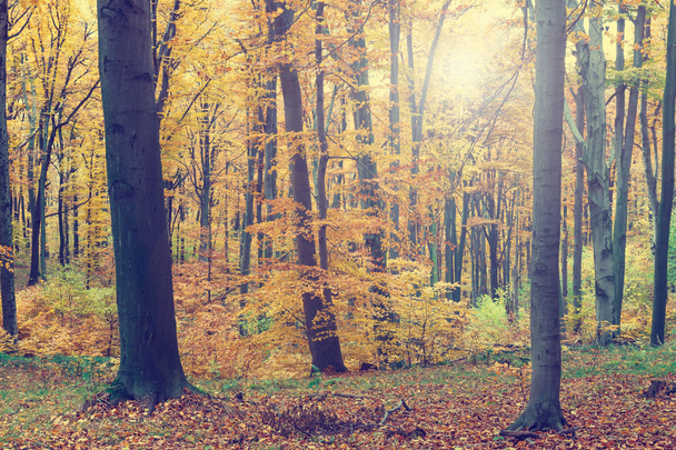 Colorful autumn trees in forest, vintage look - Foto, Imagen