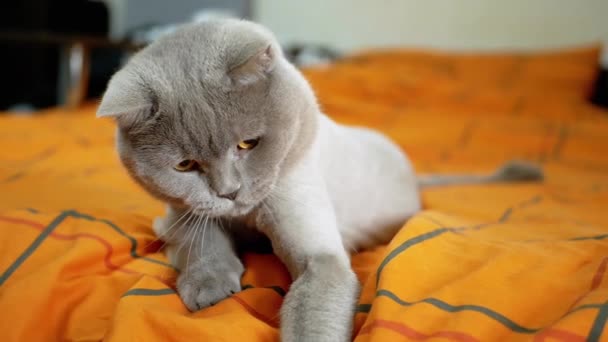 Juguetón recortado gris gato escocés juega con una mano debajo de las cubiertas en la cama. Fluffy divertido gato patas coger los propietarios mano oculta debajo de la cubierta de edredón naranja. Cuidado, amor. Juegos de mascotas en casa. - Imágenes, Vídeo