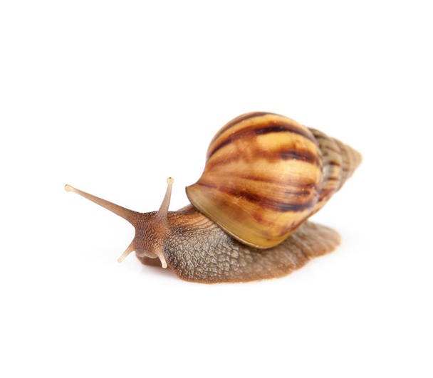 Garden snail isolated on white background. - Zdjęcie, obraz