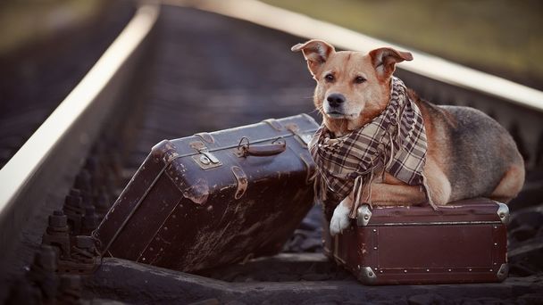Perro sobre rieles con maletas
. - Foto, Imagen
