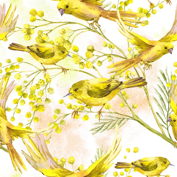 Patrón sin costura con ramita de Mimosa, pájaro amarillo
 - Foto, Imagen