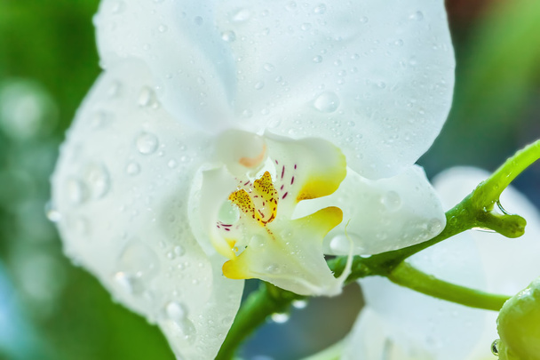 Orchidée blanche
  - Photo, image