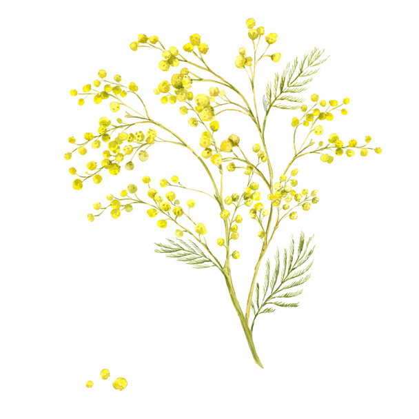 Sprig of Mimosa, Spring Watercolor Background - Foto, Imagem