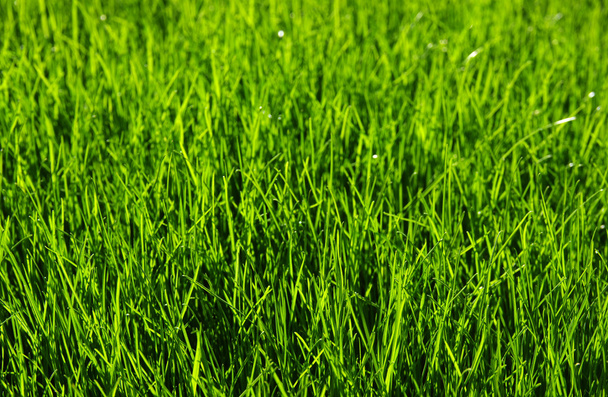  pozadí trávy  - Fotografie, Obrázek