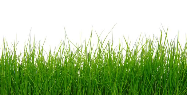 Grünes Gras auf weißem Hintergrund  - Foto, Bild