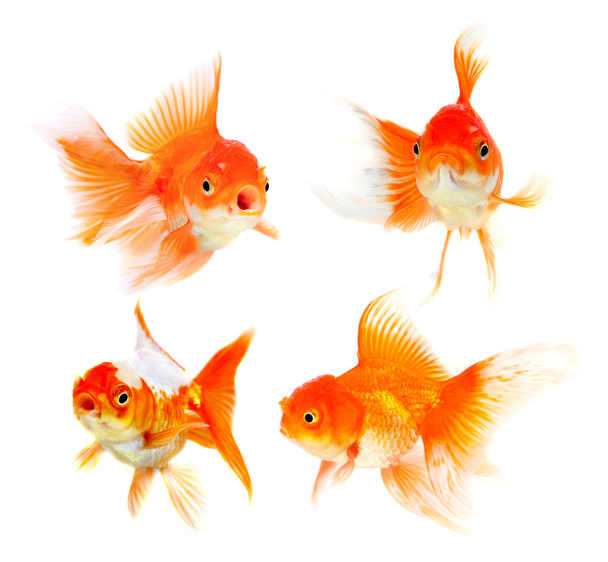 Laranja Goldfish isolado em fundo branco
 - Foto, Imagem