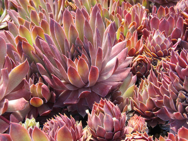 Renkli sulu bitkiler koleksiyonu  - Fotoğraf, Görsel