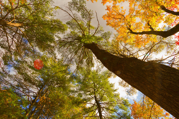 Colorful fall scenery landscapes. - Foto, Imagem