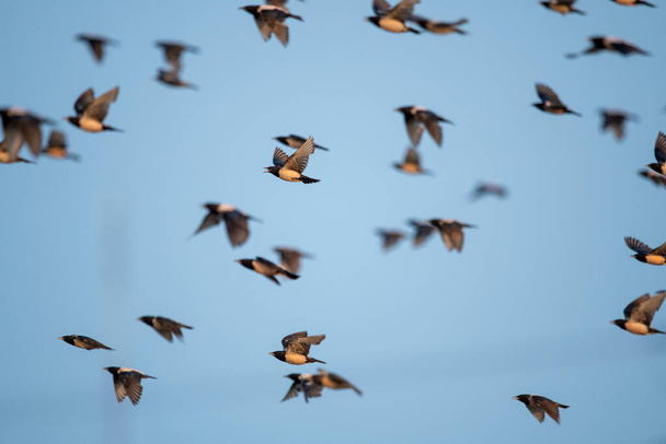 Rosy Starling Sturnus Roseus v letu proti obloze  - Fotografie, Obrázek