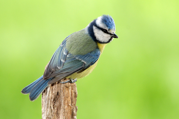 Peito azul - Parus caeruleus
 - Foto, Imagem