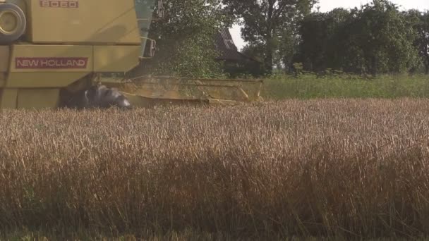黄色の現代は夏に収穫の小麦粒界を組み合わせる - 映像、動画