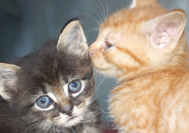 két macska - Fotó, kép