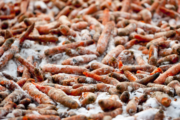 Nourrir la carotte hiver
 - Photo, image