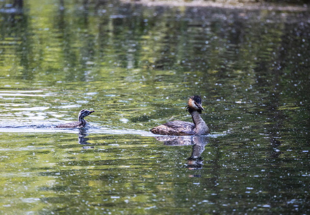 duck with duckling in the lake - Foto, Bild