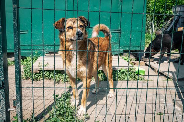 Dog in animal shelter waiting for adoption. Portrait of homeless dog in animal shelter cage. Kennel dogs locked - Photo, Image
