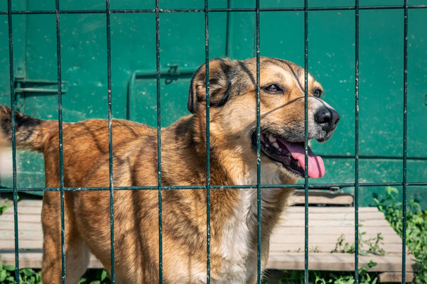 Dog in animal shelter waiting for adoption. Portrait of homeless dog in animal shelter cage. Kennel dogs locked - Photo, Image