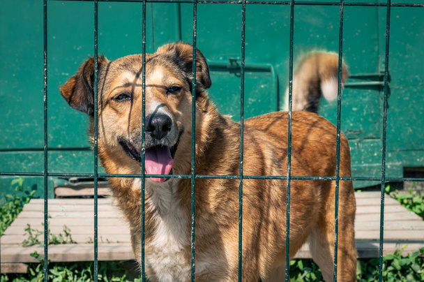 Cão no abrigo de animais à espera de adopção. Retrato de cão sem-teto em gaiola de abrigo de animais. Cães canil bloqueado - Foto, Imagem