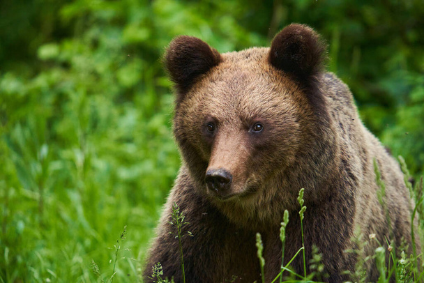 Large brown bear in the forest, apex predator - Foto, immagini