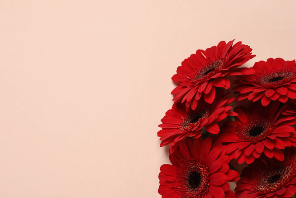 Bouquet of beautiful bright red gerbera flowers on beige background, top view. Space for text - Foto, afbeelding