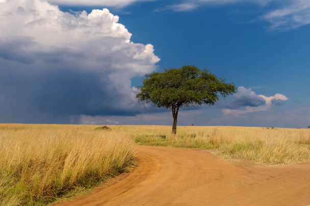 Beautiful landscape with acacia tree and road in the African savannah on a background of stormy sky. National park of Kenya - Foto, imagen