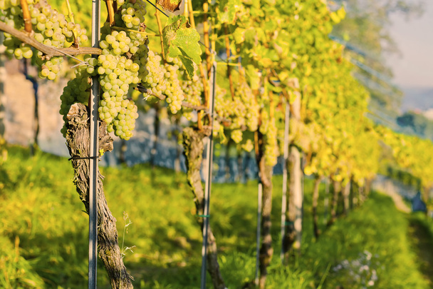 Vineyards - Photo, Image