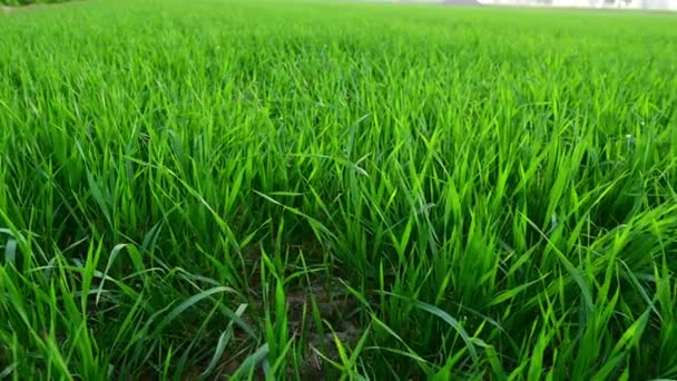 Tarlada buğday yaprağı sahnesi - Video, Çekim