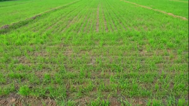 vista del paisaje de las hojas de trigo creciendo en el campo - Metraje, vídeo