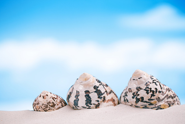 trópusi tenger shell - Fotó, kép