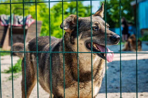 Cane in rifugio per animali in attesa di adozione. Ritratto di cane senzatetto in gabbia di rifugio per animali. Cani da cuccia bloccati - Foto, immagini