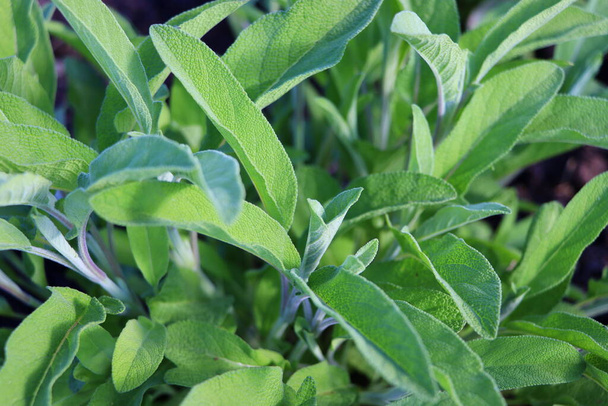 Salvia officinalis lub szałwia zwyczajna - wieloletni subkrzew, stosowany w medycynie i kulinarnej. Krzew szałwii aromatycznej rosnącej na świeżym powietrzu w ogrodzie. - Zdjęcie, obraz