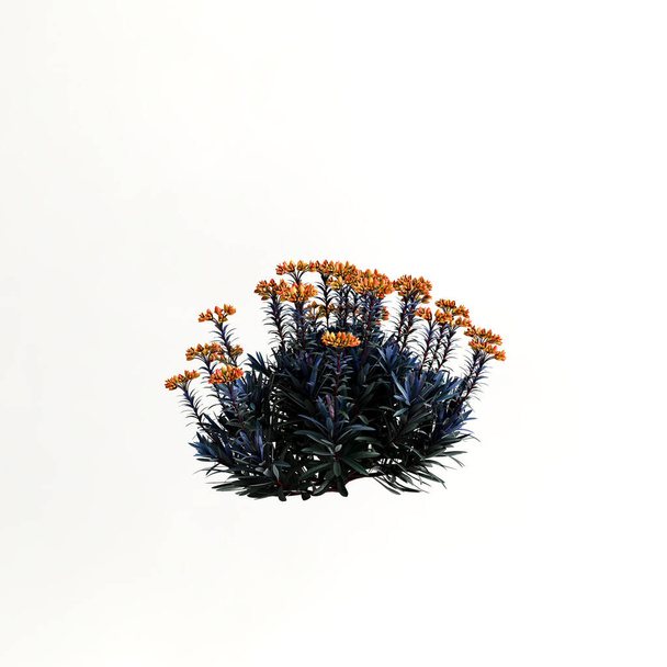 3d illustration of shrub with flowers isolated on white background - Foto, Imagem