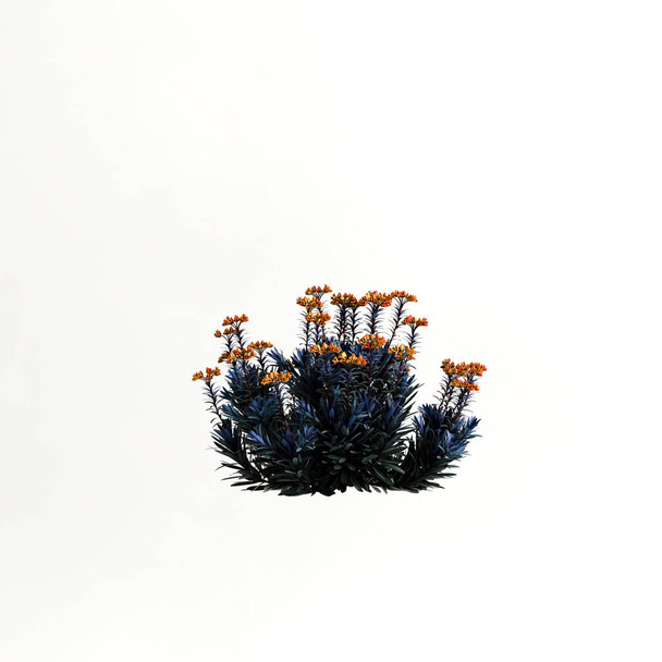3D illusztráció a bokor a virágok elszigetelt fehér alapon - Fotó, kép