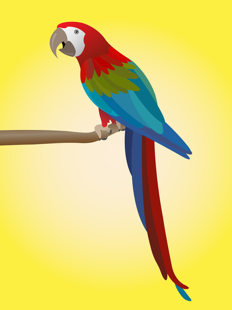 bunter Papagei - Vektor, Bild