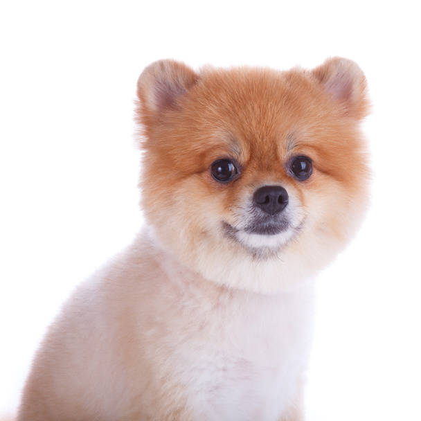 pomeranian dog brown short hair - Photo, Image