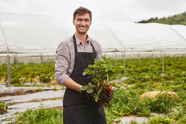 Веселий дорослий чоловік у картатій сорочці та фартусі з перевернутою полуничною рослиною посміхається і дивиться на камеру під час роботи на фермі в літній день
 - Фото, зображення