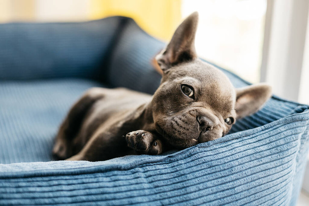 Beautiful french bulldog puppy lies in a blue couch. High quality photo - Photo, Image