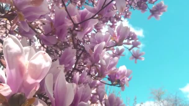 Kvetoucí větev rododendronu proti modré obloze na jaře - Záběry, video
