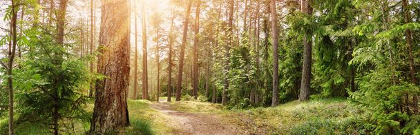 Panoramic view of the wild trail in the simmer forest. Morning in the wilderness natural park. - Foto, Imagen
