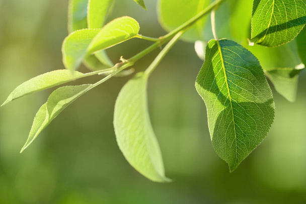 Зеленые листья яблони на абстрактном размытом зеленом фоне - Фото, изображение