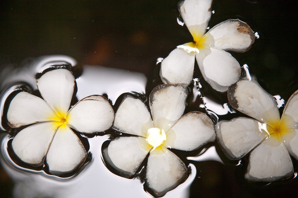 Flor de Plumeria (Frangipani) está nadando en el agua
 - Foto, Imagen