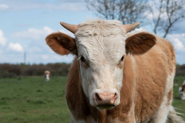 Close up cow head with small horns, domestic animal body part with wet nose outdoors - Foto, Imagen