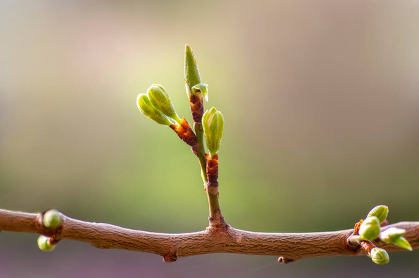 several fresh buds on a plum branch - Foto, Imagem