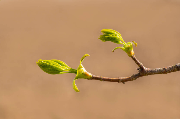 several fresh buds on a branch - Foto, Imagem