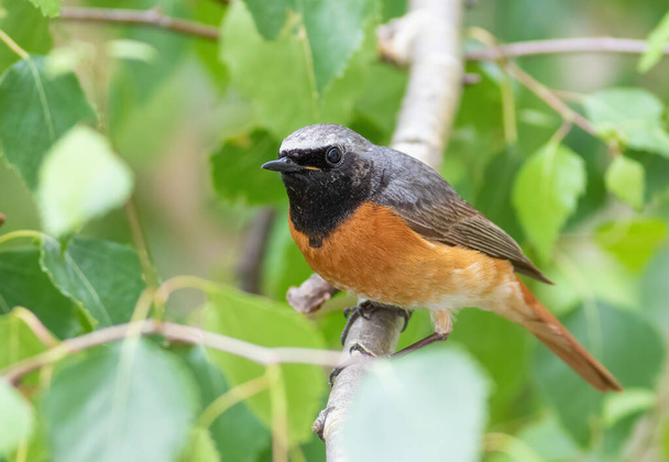 Common redstart, Phoenicurus phoenicurus. A bird sits on a tree branch among the leaves - 写真・画像
