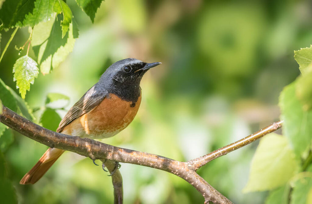 Common redstart, Phoenicurus phoenicurus. A bird sits on a tree branch among the leaves - Foto, Imagem