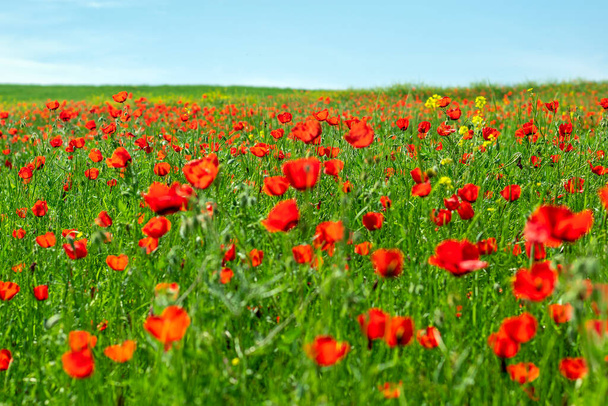 field of red poppy flowers and yellow rapeseed on sunny day Sping came concept Hello March, April, May. - Photo, Image