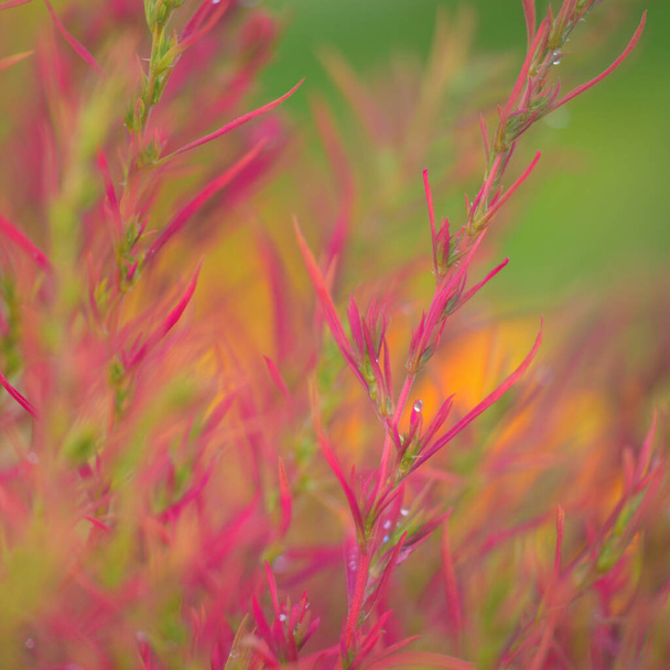 Colorful red, pink, golden decorative plants in a green summer garden. Dew drops, soft sunlight. Natural texture, background. Landscaping, gardening. Macro photography, bokeh - Photo, Image